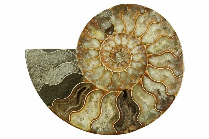 Cut & Polished Ammonite Fossil (Half) - Madagascar #282577